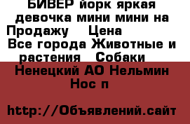 БИВЕР йорк яркая девочка мини мини на Продажу! › Цена ­ 45 000 - Все города Животные и растения » Собаки   . Ненецкий АО,Нельмин Нос п.